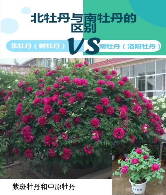 树牡丹