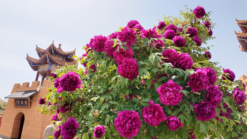 牡丹花神