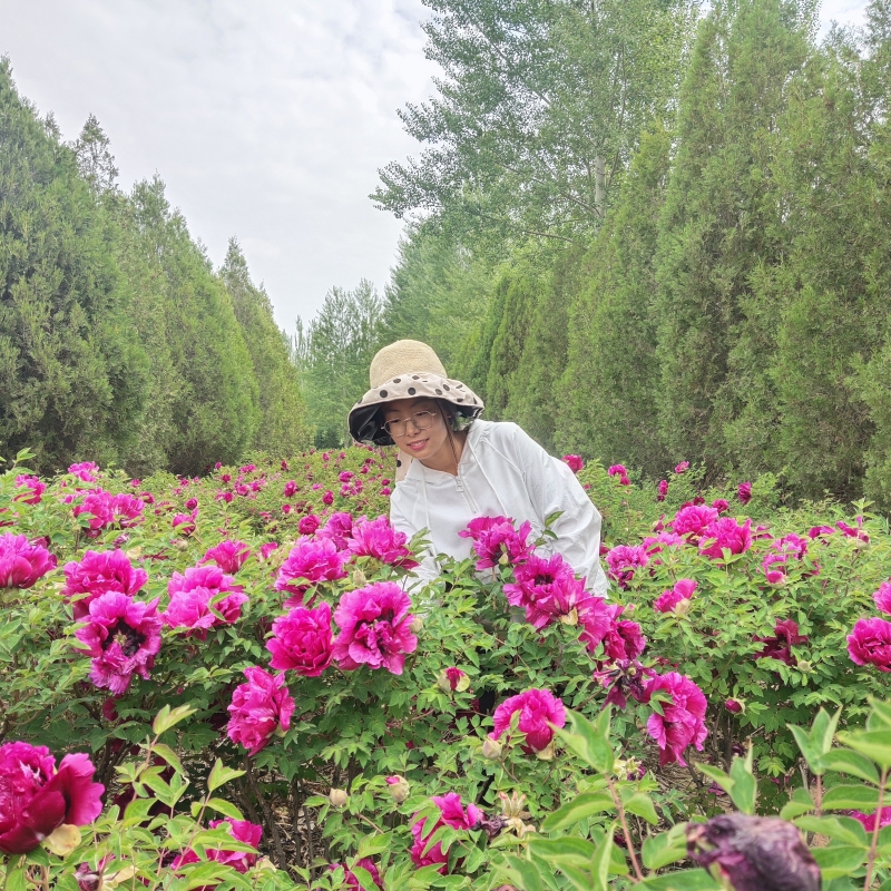 中川牡丹小吴